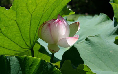 Water lily at the centre